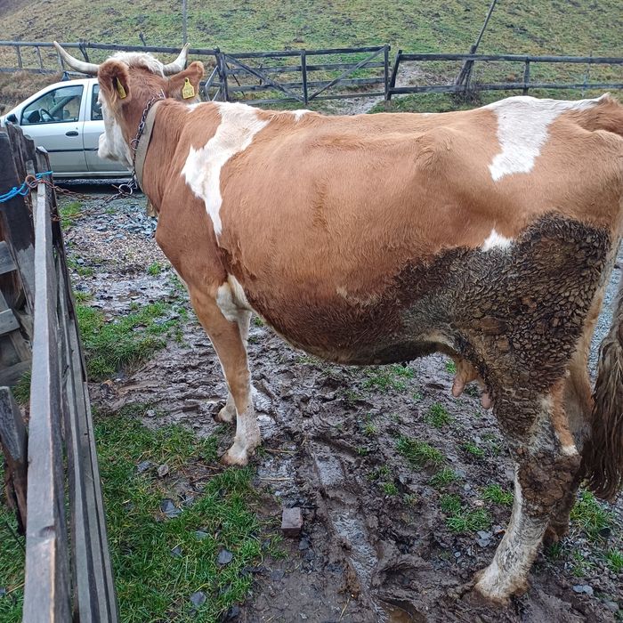 Vand vaca baltata la garantie