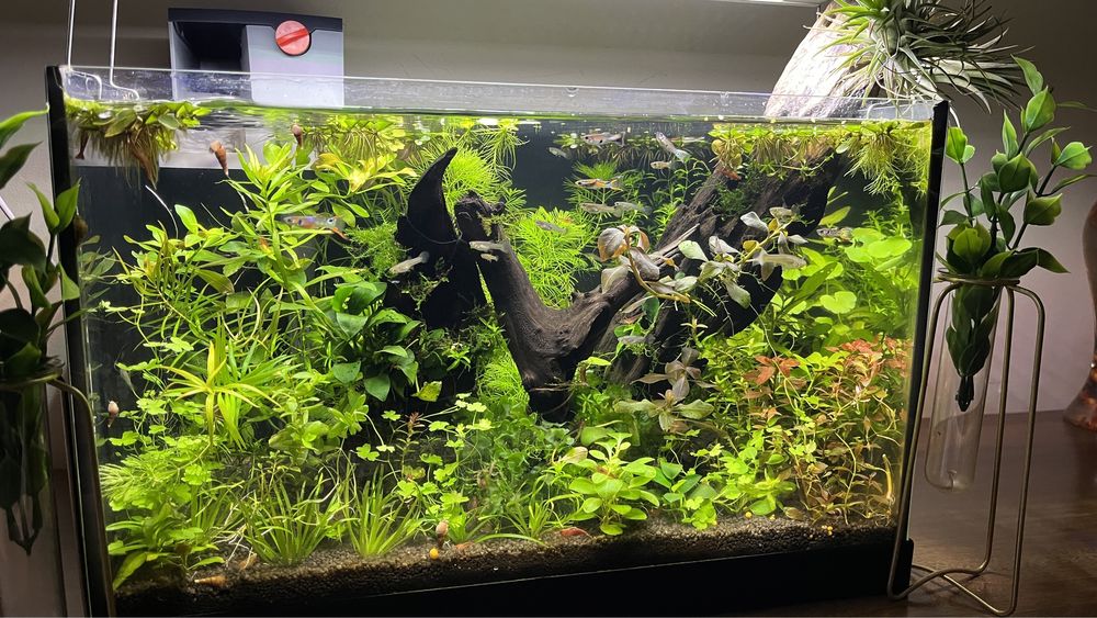 Amenajare acvarii , mententanta acvarii