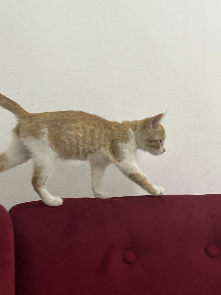 Очень ласковый добрый котенок