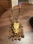 Trofeu Vânătoare original CĂPRIOR (panoplie stejar - 39cm.)