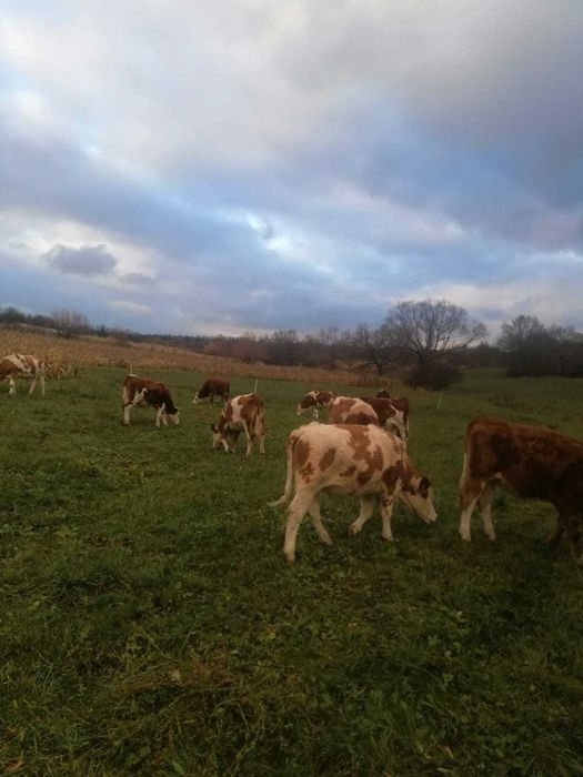 Vand juninci baltate