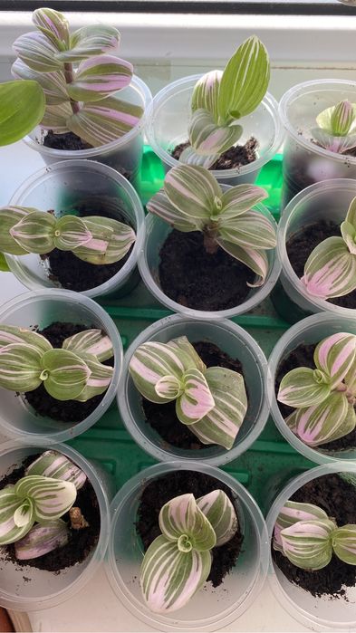 Традесканция Нанук 600 тг