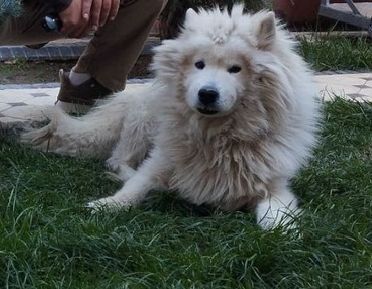 Kuchuk sotiladi 1 yarim yosh