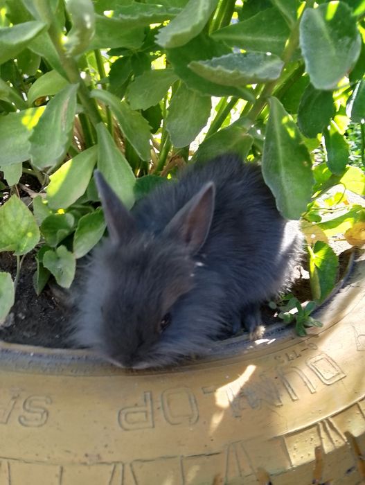 Декоративные кролики