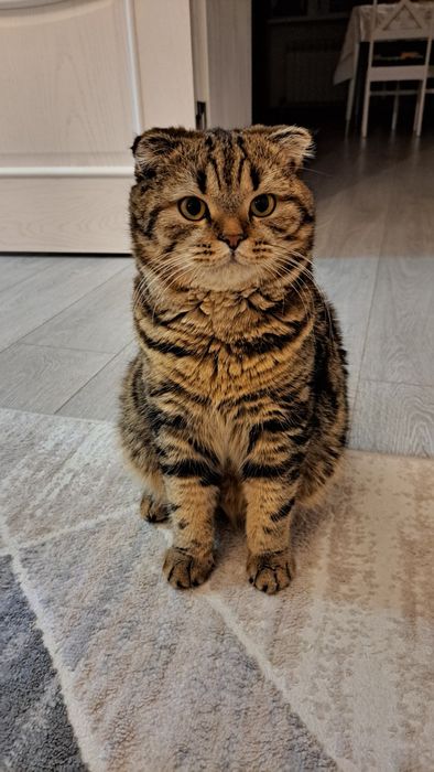 Отдам добрые руки Кот вислоухо