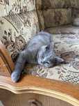 British shorthair blue