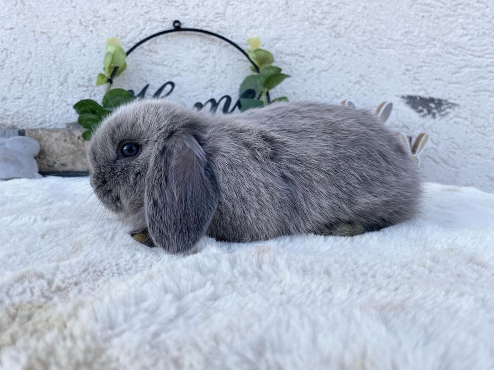 Iepuri pitici de companie berbec pitic/mini lop