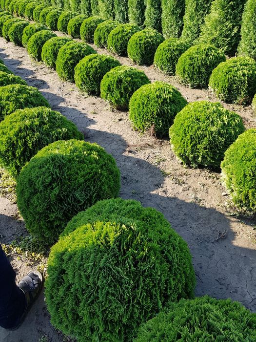 Vând ce mai mare gamă de plante ornamentale după piață