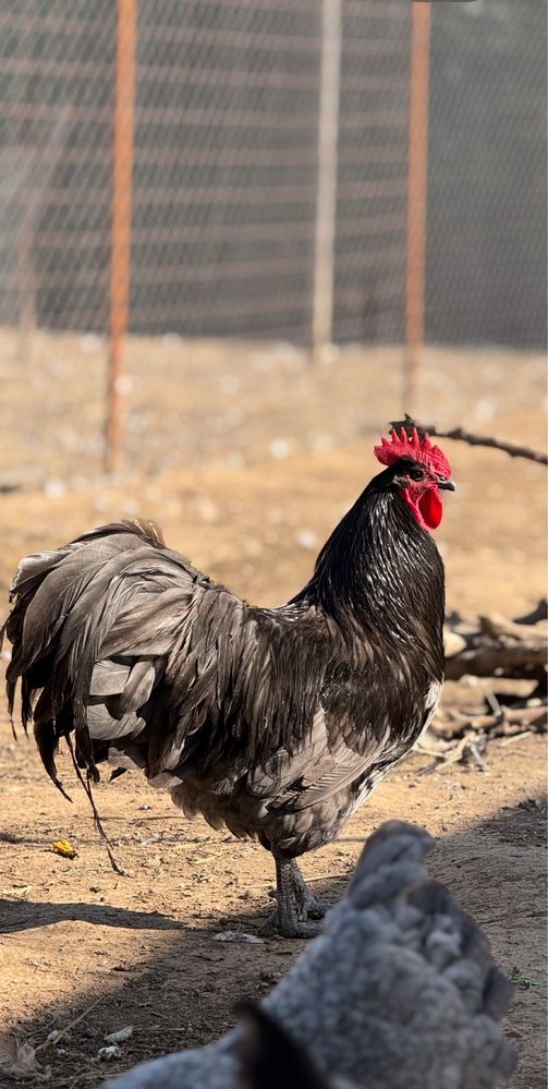 Oua pentru incubat sau pui, gaini si cocosi rasele Australorp & Brahma