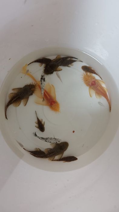 Сомики анцитрусы