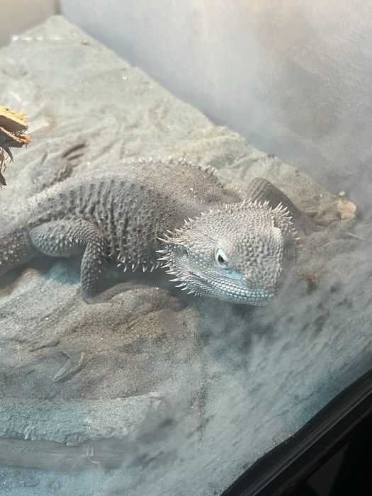 Agama cu barba +terariu+ lumina uv