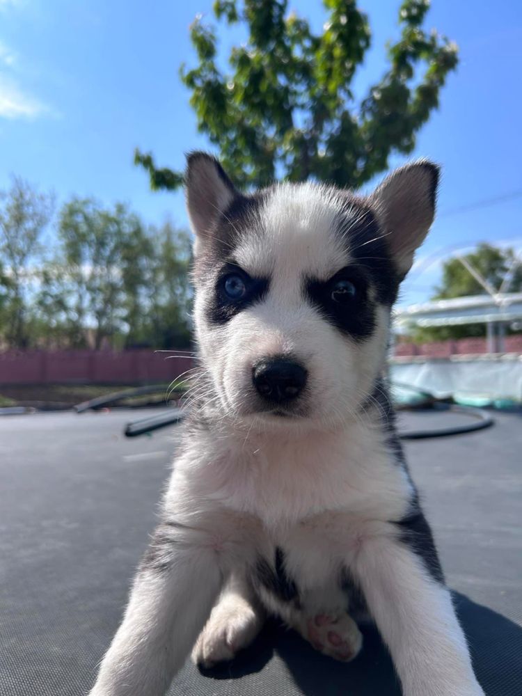 Caini Husky siberian