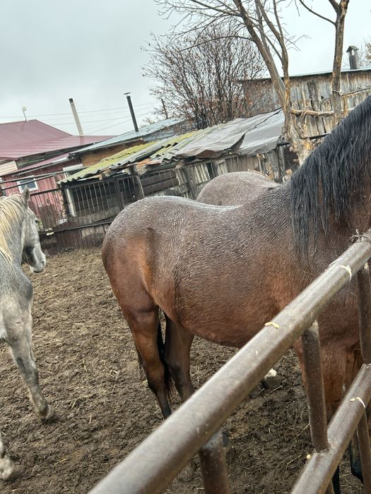 Продам двух жеребчиков