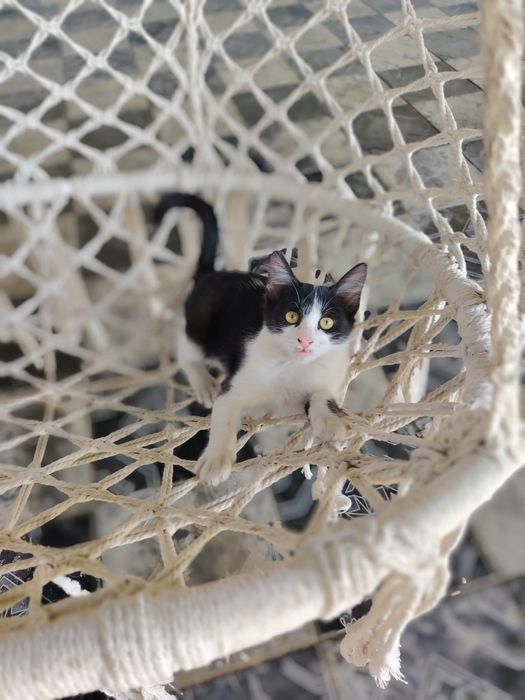 Остался всего один котенок