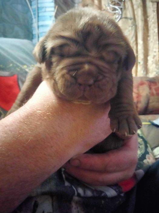 Щенки мастино наполетано