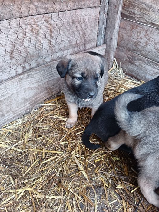 Căței pentru adoptie!