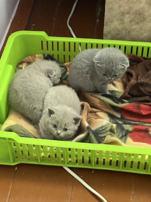 Шотландский мушукла сотилади