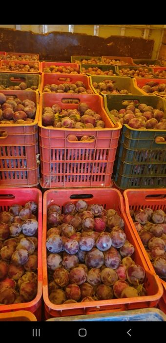 Prune super calitate pentru băuturi spirtoase tradiționale !
