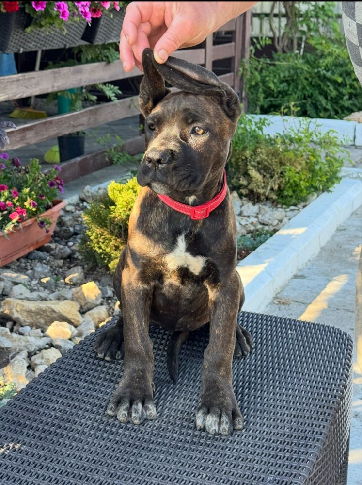 Vand cane corso italiano mai multe detalii in privat