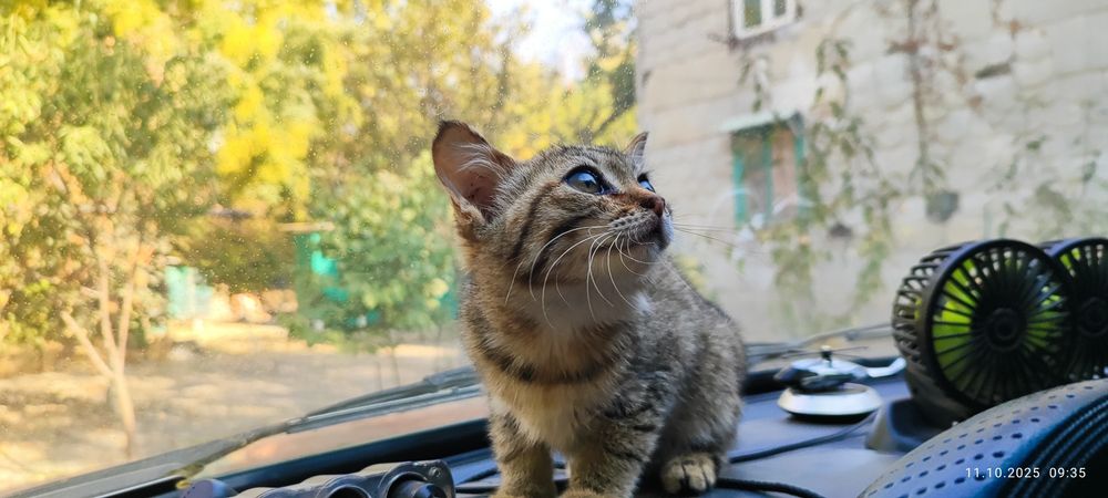 Отдам даром котят