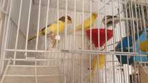 Vând canari , crescator