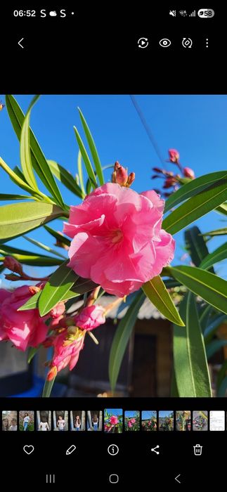 Vand pui leandru roz