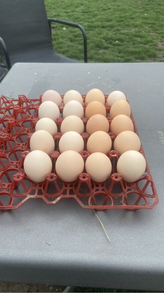 Oua de gaina si prepelita