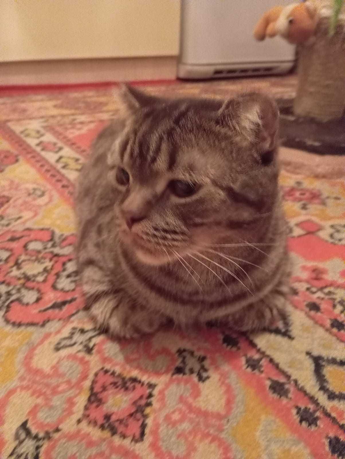 Добрый Кот в новый дом