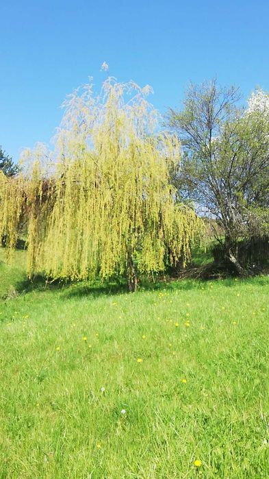 teren 11000 mp la padure in Budeasa Mica