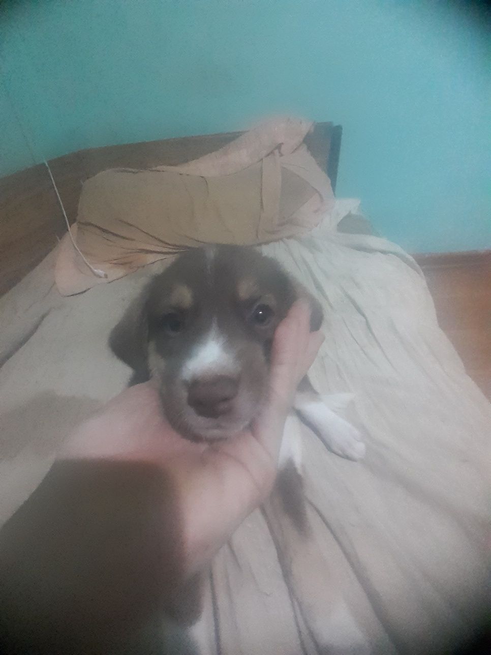Продам щенков за любую сумму