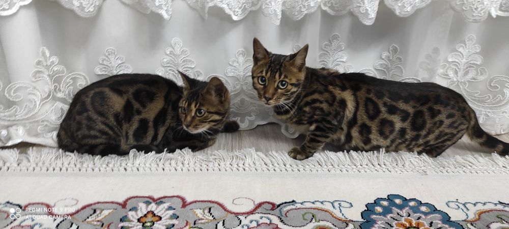Bengal zotli mushuklar zotlari toza