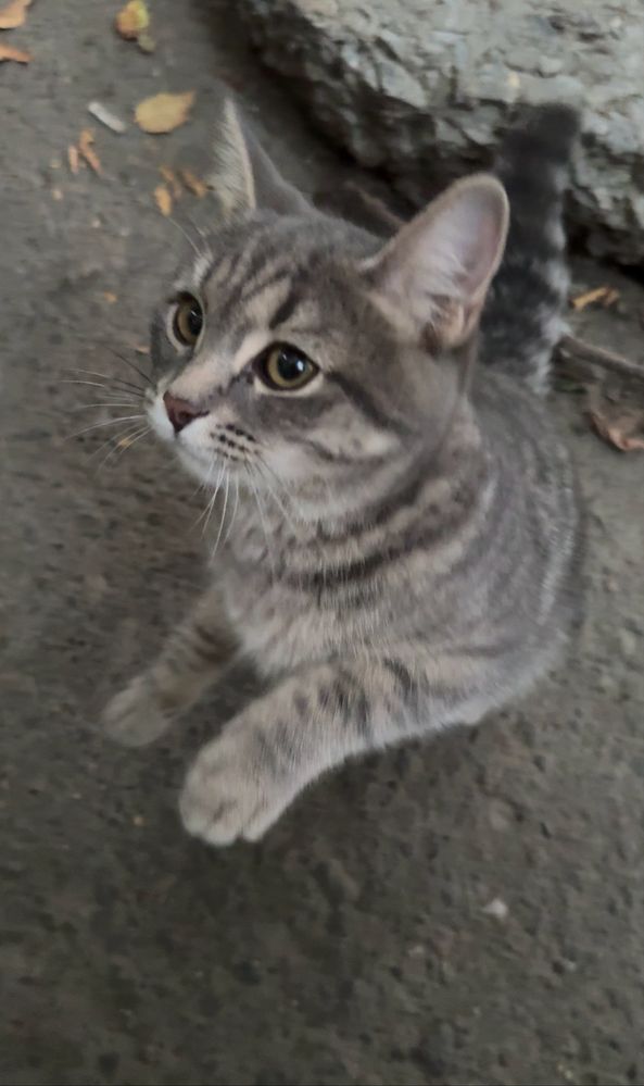 Котенок ищет свой дом