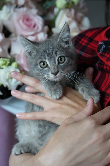 Котята британцы. Котята в хорошие руки.