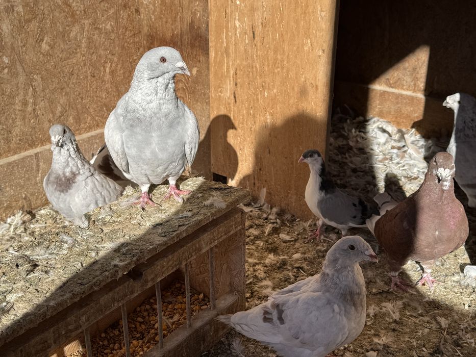 De vinzare porunbei satineti,americani ,gaini brahma