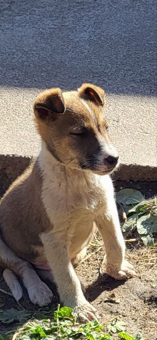 В добрые руки щенята