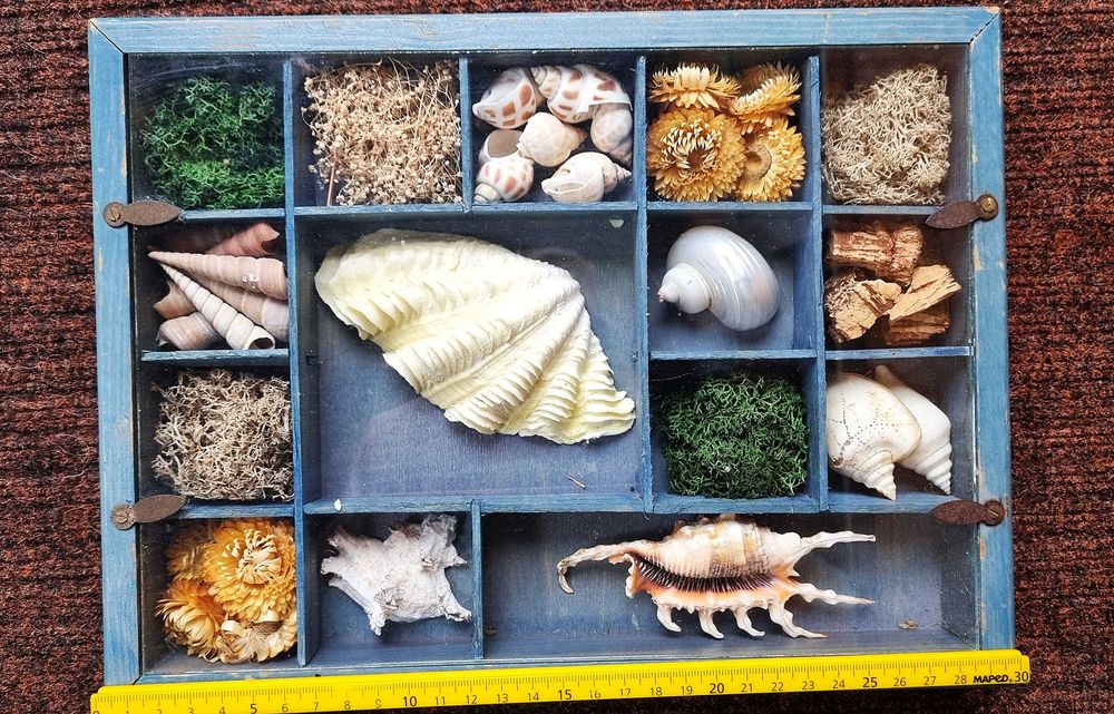 Scoici pentru colectie