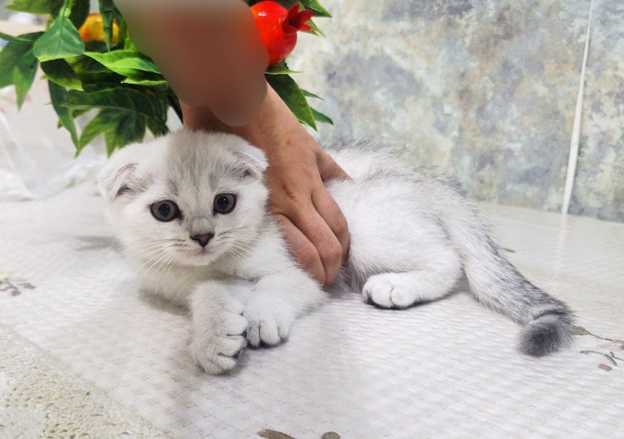 mushuk bolasi kichkina aqilli latok biladi
