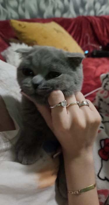 Fetita scottish fold blue