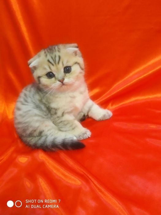 серебристые шиншилы