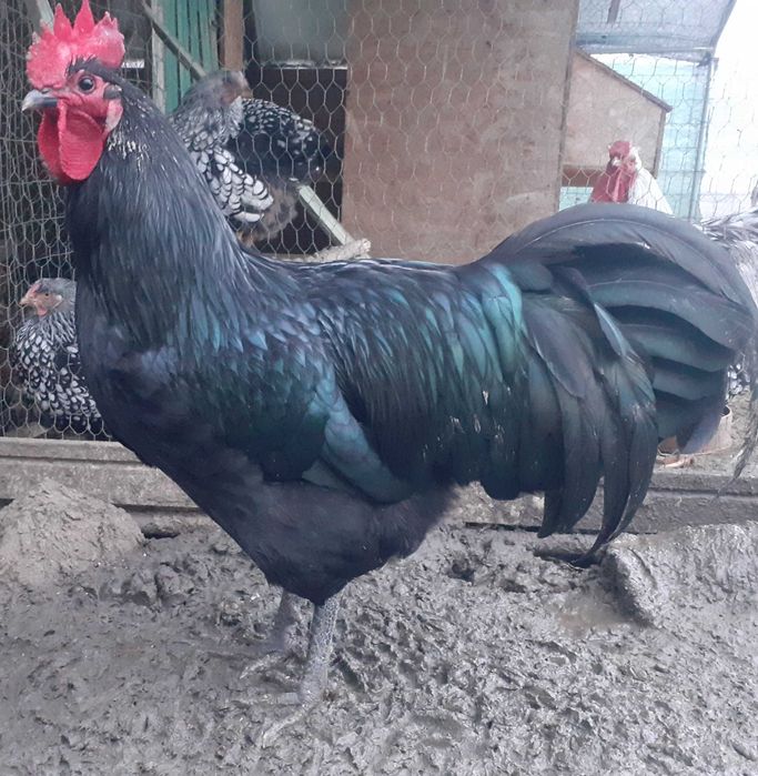 Cocosi de rasa si rațe smarald.