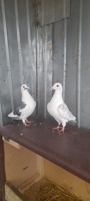 Vând porumbei voiajori