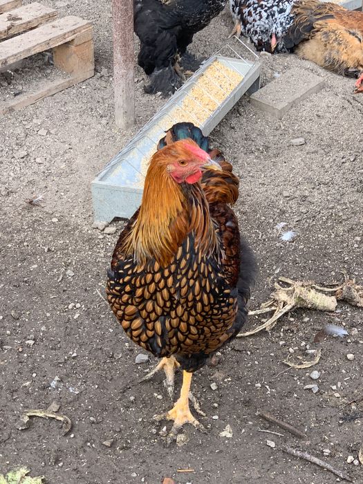 vând cocoși tineret