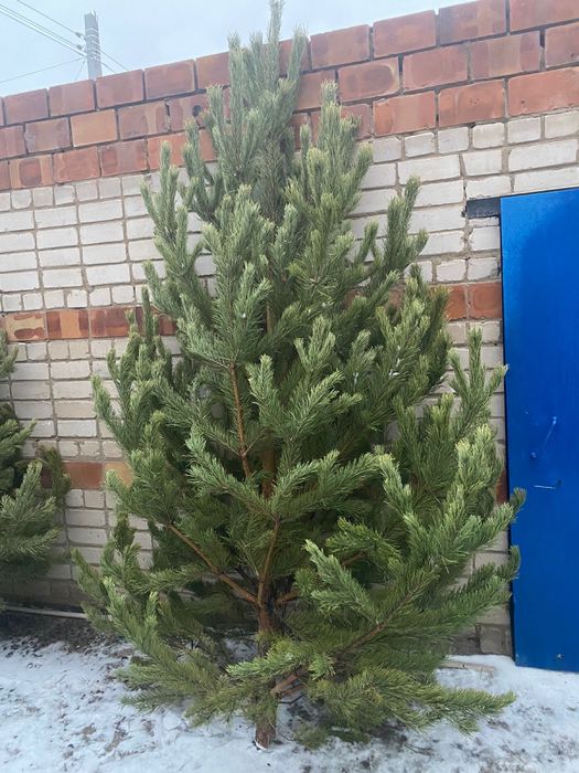 Елки новогодние, живые сосны