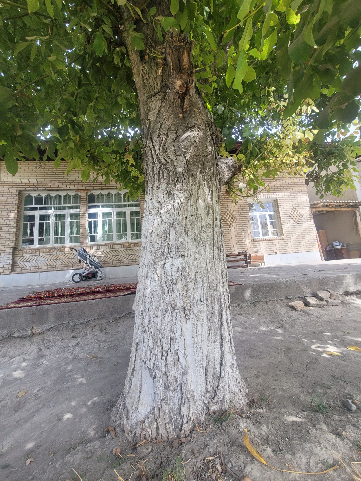 30 yillik yong'oq daraxti