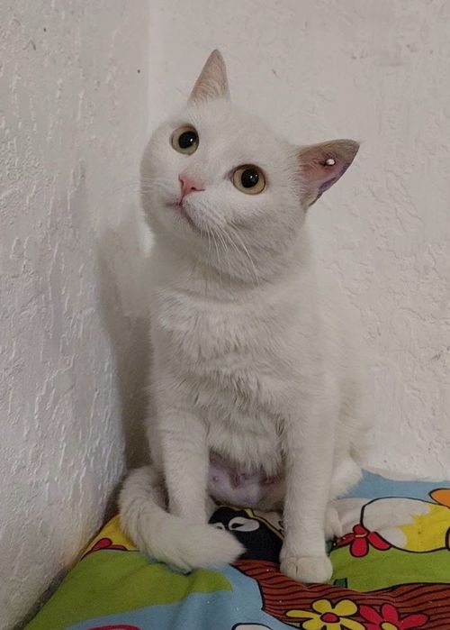 Молодая белая кошка ищет дом