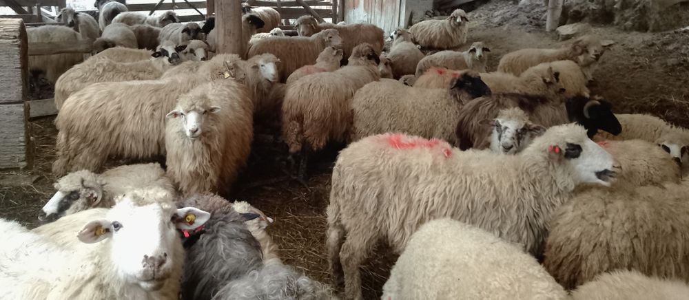 50 de oi spre vânzare