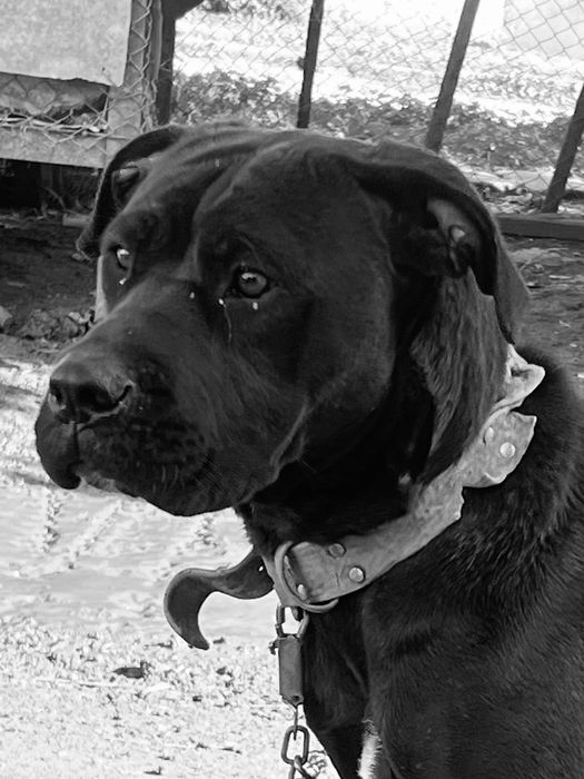 Cane corso jensko