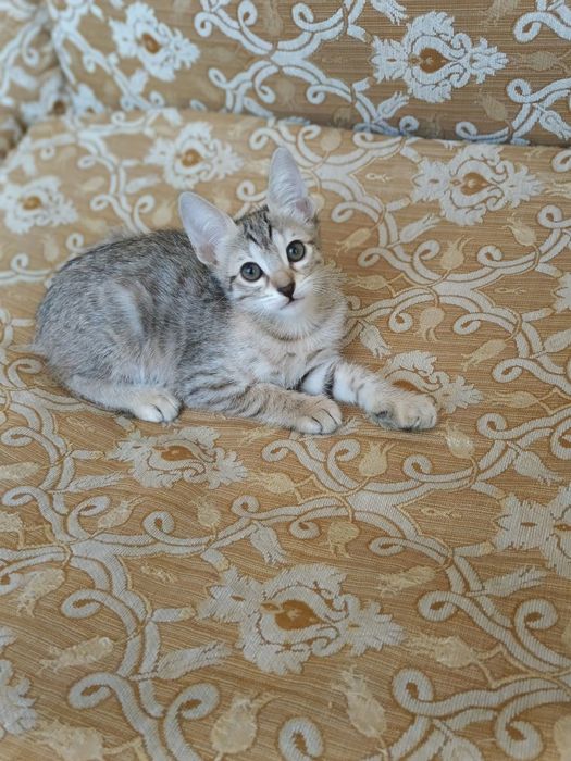 Отдам котята в добрые руки