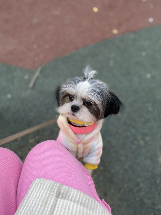 Продам собачку ши-тцу