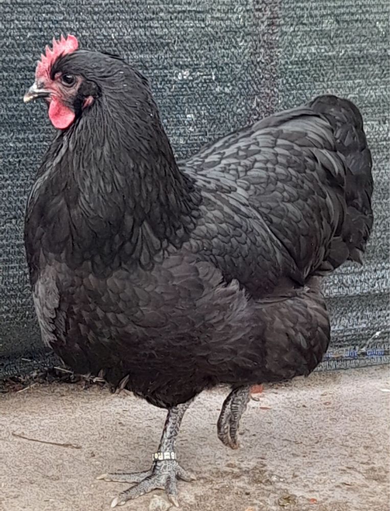 Australorp oua Incubat